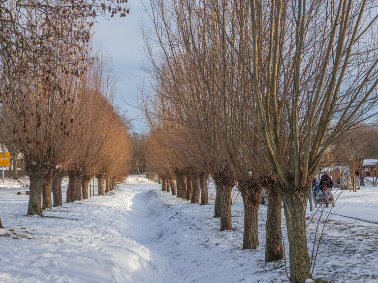 Ein verschneiter Winterweg gesäumt von Bäumen